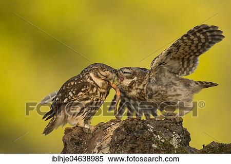 Stock Photography - Two Little owls (Athene noctua), old and young animal with earthworm as prey, Rhineland-Palatinate, Germany, Europe. Fotosearch