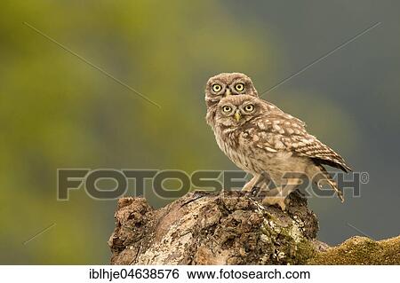 Two Little owls (Athene noctua) sit on tree stump, direct look, Rhineland-Palatinate, Germany, Europe View Large Photo Image Stock Photograph - Two Little owls (Athene noctua) sit on tree stump, direct look, Rhineland-Palatinate, Germany, Europe. Fotosearch