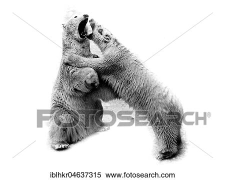 Stock Photography - Two polar bears fight with each other, ca. 1970s, exact place unknown, Austria, Europe. Fotosearch