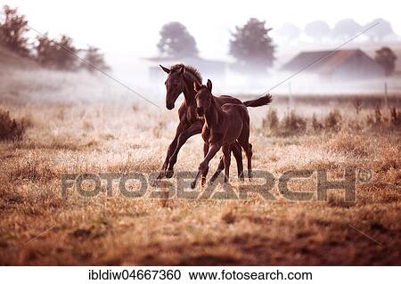Stock Image - Two small brown foals gallop in the morning fog on the pasture, Germany, Europe. Fotosearch