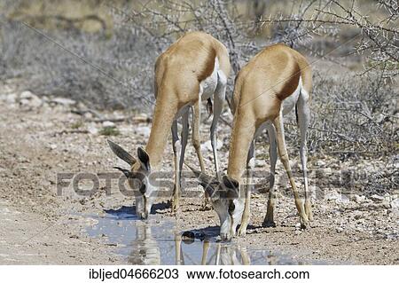 Stock Image - Two Springboks (Antidorcas marsupialis), adults male and female on a dirt road, drinking rainwater from a puddle, Etosha National Park, Namibia, Africa. Fotosearch