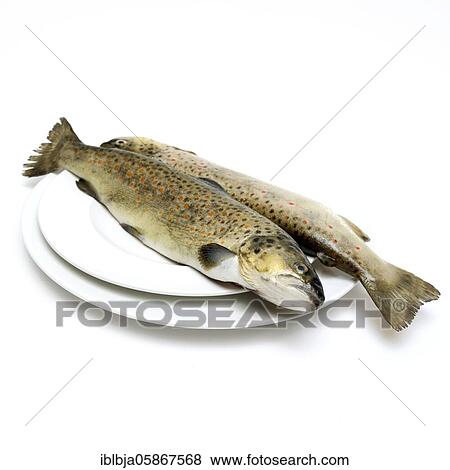 Stock Photo - Two trouts in a plate, studio shot, France, Europe. Fotosearch