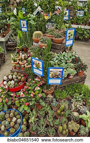 Various cactus plants, garden centre, interior, Bavaria, Germany, Europe View Large Photo Image Stock Image - Various cactus plants, garden centre, interior, Bavaria, Germany, Europe. Fotosearch