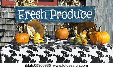 Various pumpkins at a farm shop, sign Fresh Produce, Maine, York County, New England, USA, North America View Large Photo Image Stock Photography - Various pumpkins at a farm shop, sign Fresh Produce, Maine, York County, New England, USA, North America. Fotosearch