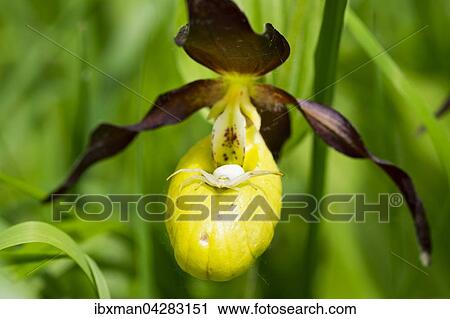 Veranderliche Krabbenspinne (Misumena vatia) auf Blute von Gelber Frauenschuh (Cypripedium calceolus), Naturschutzgebiet Isarauen, Oberbayern, Bayern, Deutschland, Europa View Large Photo Image Stock Image - Veranderliche Krabbenspinne (Misumena vatia) auf Blute von Gelber Frauenschuh (Cypripedium calceolus), Naturschutzgebiet Isarauen, Oberbayern, Bayern, Deutschland, Europa. Fotosearch