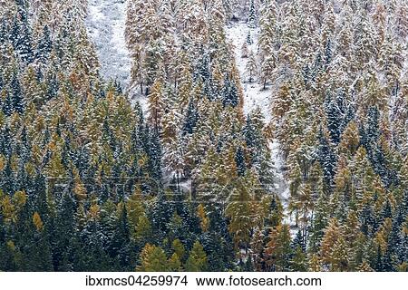 Verschneite Baume, Fichten und Larchen im Herbst, Trentino, Sudtirol, Italien, Europa View Large Photo Image Picture - Verschneite Baume, Fichten und Larchen im Herbst, Trentino, Sudtirol, Italien, Europa. Fotosearch