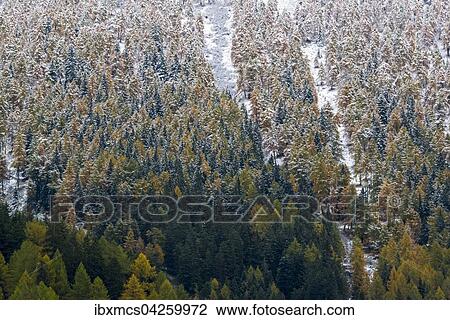 Stock Image - Verschneite Baume, Fichten und Larchen im Herbst, Trentino, Sudtirol, Italien, Europa. Fotosearch