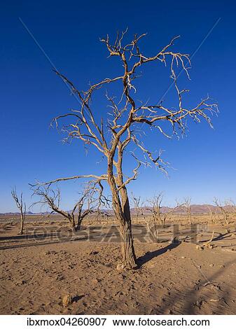 Vertrockneter Kameldornbaum (Acacia erioloba) im Kulala Wilderness Reserve am Rande der Namib Wuste, Hardap, Namibia, Afrika View Large Photo Image Stock Photo - Vertrockneter Kameldornbaum (Acacia erioloba) im Kulala Wilderness Reserve am Rande der Namib Wuste, Hardap, Namibia, Afrika. Fotosearch