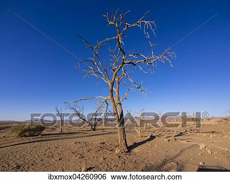 Vertrockneter Kameldornbaum (Acacia erioloba) im Kulala Wilderness Reserve am Rande der Namib Wuste, Hardap, Namibia, Afrika View Large Photo Image Stock Photograph - Vertrockneter Kameldornbaum (Acacia erioloba) im Kulala Wilderness Reserve am Rande der Namib Wuste, Hardap, Namibia, Afrika. Fotosearch