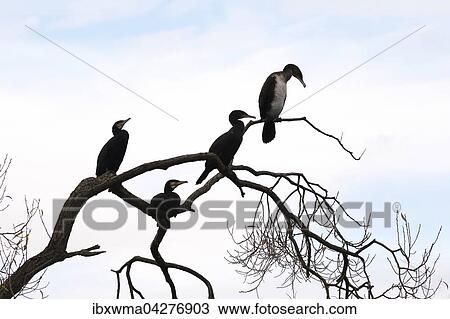 Stock Image - Vier Kormorane (Phalacrocorax carbo) sitzen auf einem kahlen Baum, Hessen, Deutschland, Europa. Fotosearch