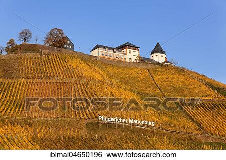 View of Marienburg Castle over vineyards in autumn, Pünderich, Moselle, Rhineland-Palatinate, Germany, Europe View Large Photo Image Stock Photograph - View of Marienburg Castle over vineyards in autumn, Pünderich, Moselle, Rhineland-Palatinate, Germany, Europe. Fotosearch