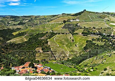 Vineyard region Alto Douro in the valley of Rio Pinhao, Portugal, Europe View Large Photo Image Picture - Vineyard region Alto Douro in the valley of Rio Pinhao, Portugal, Europe. Fotosearch