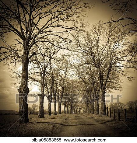 Stock Photography - Vintage trees, Puy de Dome department, Auvergne-Rhone-Alpes, France, Europe. Fotosearch