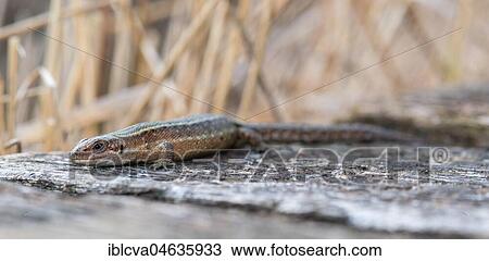 Viviparous lizard (Zootoca vivipara) sunbathing on a path, Pietzmoor, Lüneburger Heide Nature Reserve, Lower Saxony, Germany, Europe View Large Photo Image Stock Image - Viviparous lizard (Zootoca vivipara) sunbathing on a path, Pietzmoor, Lüneburger Heide Nature Reserve, Lower Saxony, Germany, Europe. Fotosearch
