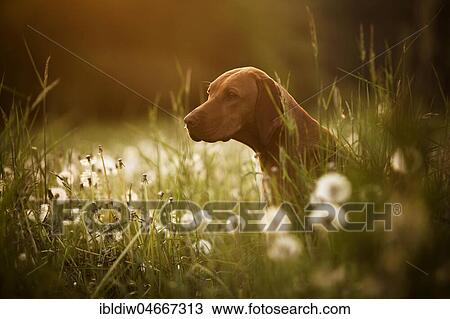 Vizsla dog sits among dandelions in a meadow, Germany, Europe View Large Photo Image Stock Image - Vizsla dog sits among dandelions in a meadow, Germany, Europe. Fotosearch