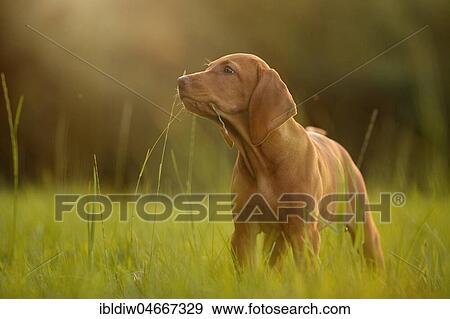 Vizsla dog stands in a meadow with a blade of grass in his mouth, Germany, Europe View Large Photo Image Stock Photo - Vizsla dog stands in a meadow with a blade of grass in his mouth, Germany, Europe. Fotosearch