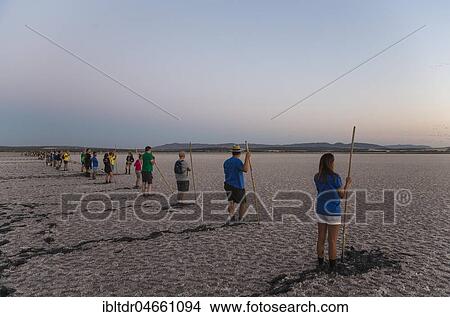 Volunteers at dawn at the Laguna de Fuente de Piedra, waiting for the start of the immature Greater Flamingo (Phoenicopterus roseus) capture event in order to ring them, Malaga province, Andalusia, Spain, Europe View Large Photo Image Picture - Volunteers at dawn at the Laguna de Fuente de Piedra, waiting for the start of the immature Greater Flamingo (Phoenicopterus roseus) capture event in order to ring them, Malaga province, Andalusia, Spain, Europe. Fotosearch