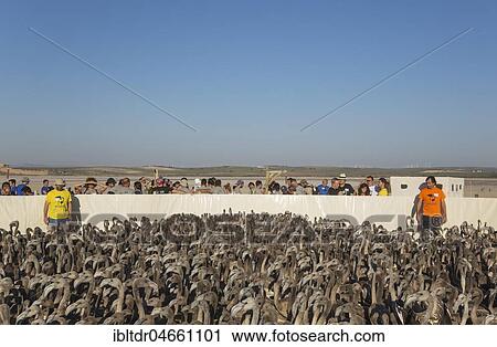 Volunteers at the Laguna de Fuente de Piedra have captured immature Greater Flamingos (Phoenicopterus roseus) which will be ringed and go through a medical check, Malaga province, Andalusia, Spain, Europe View Large Photo Image Stock Image - Volunteers at the Laguna de Fuente de Piedra have captured immature Greater Flamingos (Phoenicopterus roseus) which will be ringed and go through a medical check, Malaga province, Andalusia, Spain, Europe. Fotosearch