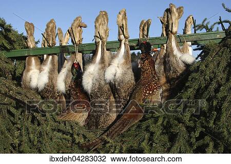 Stock Image - Wahrend einer Treibjagd erlegte Feldhasen (Lepus europaeus) und Fasane (Phasianus colchicus) Niederosterreich, Osterreich, Europa. Fotosearch