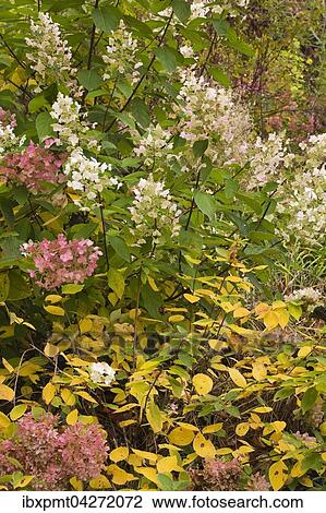 Stock Image - Wald-Hortensie (Hydrangea arborescens), rosa und weisse Bluten im Herbst, Rawdon Falls Park, Lanaudiere, Quebec, Kanada, Nordamerika. Fotosearch