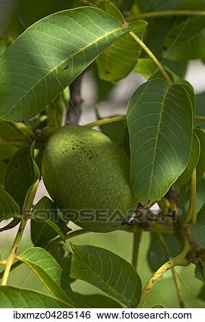 Walnuss (Juglans regia) am Baum, Sachsen, Deutschland, Europa View Large Photo Image Stock Photograph - Walnuss (Juglans regia) am Baum, Sachsen, Deutschland, Europa. Fotosearch