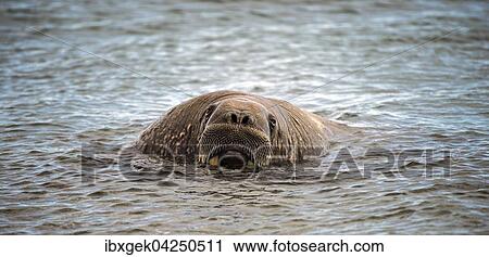 Walross (Odobenus rosmarus) im Wasser, Spitzbergen, Arktis, Norwegen, Europa View Large Photo Image Stock Image - Walross (Odobenus rosmarus) im Wasser, Spitzbergen, Arktis, Norwegen, Europa. Fotosearch