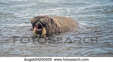 Walross (Odobenus rosmarus) im Wasser, Spitzbergen, Arktis, Norwegen, Europa View Large Photo Image Stock Photo - Walross (Odobenus rosmarus) im Wasser, Spitzbergen, Arktis, Norwegen, Europa. Fotosearch