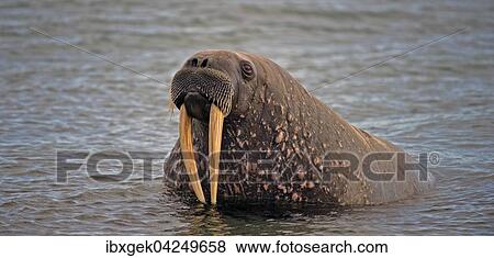 Stock Photo - Walross (Odobenus rosmarus) liegt im Wasser, Spitzbergen, Arktis, Norwegen, Europa. Fotosearch