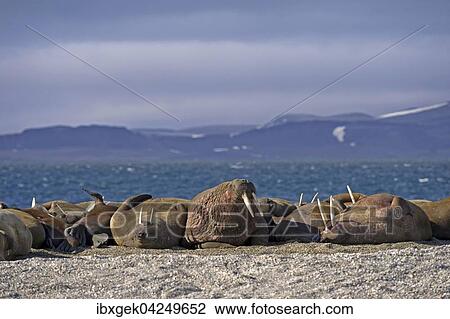 Walrosser (Odobenus rosmarus), Herde, Gruppe, liegen auf Kiesbank, hinten Polarmeer und Berge mit Schneeresten, Spitzbergen, Arktis, Norwegen, Europa View Large Photo Image Stock Image - Walrosser (Odobenus rosmarus), Herde, Gruppe, liegen auf Kiesbank, hinten Polarmeer und Berge mit Schneeresten, Spitzbergen, Arktis, Norwegen, Europa. Fotosearch