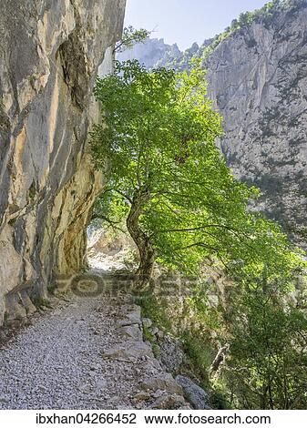 Stock Image - Wanderweg durch die Cares Schlucht, Nationalpark Picos de la Europa, Cain, Castilla y Leon, Spanien, Europa. Fotosearch