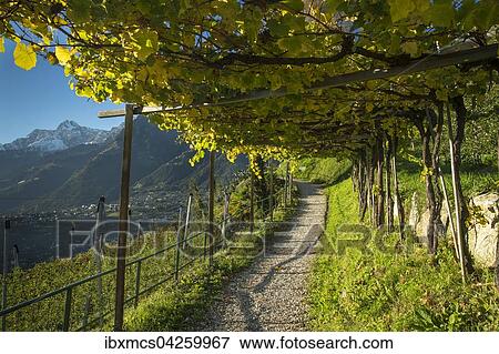 Stock Photo - Wanderweg durch Weinreben, Schenna bei Meran, Trentino, Sudtirol, Italien, Europa. Fotosearch