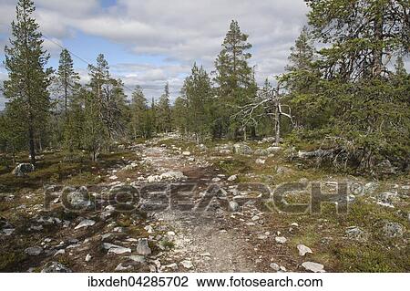 Stock Image - Wanderweg zum Hochplateau des Sarkitunturi Fjall im Yllastunturi National Park, Lappland, Finnland, Europa. Fotosearch
