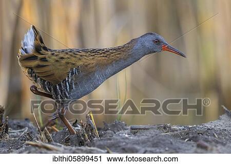 Water Rail (Rallus aquaticus) in search of food, Middle Elbe Biosphere Reserve, Saxony-Anhalt, Germany, Europe View Large Photo Image Stock Image - Water Rail (Rallus aquaticus) in search of food, Middle Elbe Biosphere Reserve, Saxony-Anhalt, Germany, Europe. Fotosearch