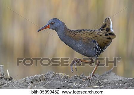 Water Rail (Rallus aquaticus) in search of food, Middle Elbe Biosphere Reserve, Saxony-Anhalt, Germany, Europe View Large Photo Image Stock Image - Water Rail (Rallus aquaticus) in search of food, Middle Elbe Biosphere Reserve, Saxony-Anhalt, Germany, Europe. Fotosearch