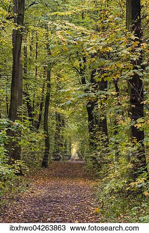 Stock Image - Weg im Stadtwald, Herbststimmung, Weimar, Thuringen, Deutschland, Europa. Fotosearch