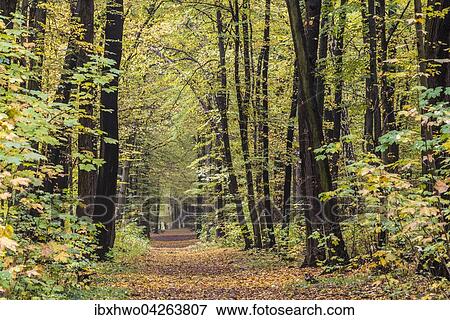 Stock Photo - Weg im Stadtwald, Herbststimmung, Weimar, Thuringen, Deutschland, Europa. Fotosearch