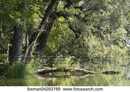 Weiden am Ickinger Stausee in Naturschutzgebiet Isarauen, Pupplinger Au, Oberbayern, Bayern, Deutschland, Europa View Large Photo Image Stock Photo - Weiden am Ickinger Stausee in Naturschutzgebiet Isarauen, Pupplinger Au, Oberbayern, Bayern, Deutschland, Europa. Fotosearch