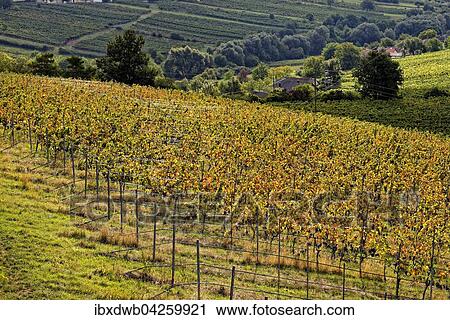 Weinberge, Eisenberg an der Pinka, Deutsch Schutzen-Eisenberg, Burgenland, Osterreich, Europa View Large Photo Image Stock Image - Weinberge, Eisenberg an der Pinka, Deutsch Schutzen-Eisenberg, Burgenland, Osterreich, Europa. Fotosearch