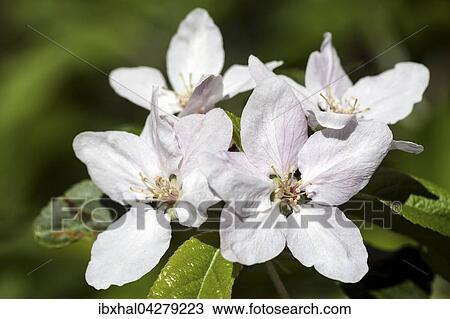 Weisse Bluten, Apfelbluten (Malus sp. ), Deutschland, Europa View Large Photo Image Stock Image - Weisse Bluten, Apfelbluten (Malus sp. ), Deutschland, Europa. Fotosearch