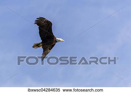 Weisskopfseeadler (Haliaeetus leucocephalus) fliegend, Ding Darling National Wildlife Refuge, Florida, USA, Nordamerika View Large Photo Image Stock Photography - Weisskopfseeadler (Haliaeetus leucocephalus) fliegend, Ding Darling National Wildlife Refuge, Florida, USA, Nordamerika. Fotosearch