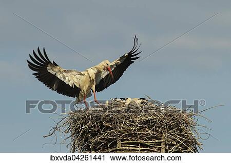 Weissstorch (Ciconia ciconia), Anflug zum Nest, Kreis Minden-Lubbecke, Nordrhein-Westfalen, Deutschland, Europa View Large Photo Image Stock Image - Weissstorch (Ciconia ciconia), Anflug zum Nest, Kreis Minden-Lubbecke, Nordrhein-Westfalen, Deutschland, Europa. Fotosearch