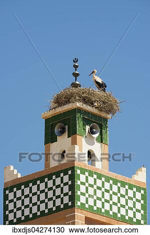 Stock Image - Weissstorch (Ciconia ciconia) auf Minarett, Kasbah Ait-Ben-Haddou, UNESCO-Weltkulturerbe, Ait-Ben-Haddou, Region Souss-Massa-Draa, Marokko, Afrika. Fotosearch