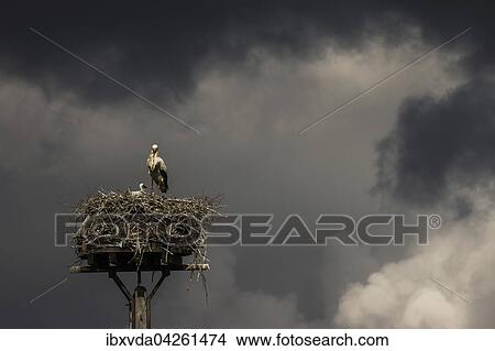 Picture - Weissstorch (Ciconia ciconia) steht auf seinem Nest bei Gewitter, Kreis Minden-Lubbecke, Nordrhein-Westfalen, Deutschland, Europa. Fotosearch