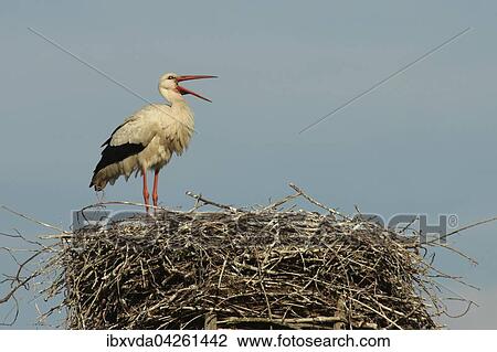 Weissstorch (Ciconia ciconia) steht auf seinem Nest, Kreis Minden-Lubbecke, Nordrhein-Westfalen, Deutschland, Europa View Large Photo Image Stock Image - Weissstorch (Ciconia ciconia) steht auf seinem Nest, Kreis Minden-Lubbecke, Nordrhein-Westfalen, Deutschland, Europa. Fotosearch