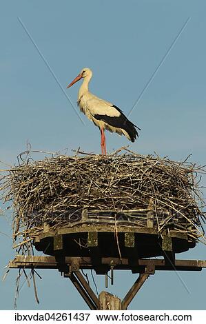 Weissstorch (Ciconia ciconia) steht auf seinem Nest, Kreis Minden-Lubbecke, Nordrhein-Westfalen, Deutschland, Europa View Large Photo Image Stock Photo - Weissstorch (Ciconia ciconia) steht auf seinem Nest, Kreis Minden-Lubbecke, Nordrhein-Westfalen, Deutschland, Europa. Fotosearch