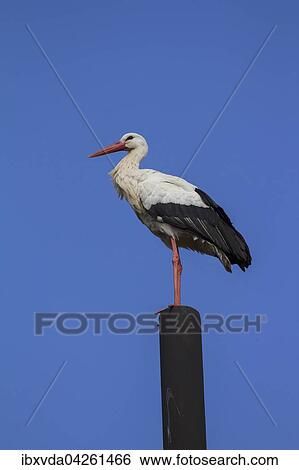 Stock Photograph - Weissstorch (Ciconia ciconia) steht auf einem Holzmast, Osnabrucker Land, Nordrhein-Westfalen, Deutschland, Europa. Fotosearch