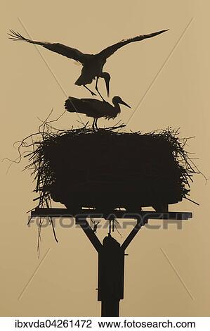 Weissstorche (Ciconia ciconia), Paar auf ihrem Nest am fruhen Morgen im Gegenlicht, Kreis Minden-Lubbecke, Nordrhein-Westfalen, Deutschland, Europa View Large Photo Image Stock Image - Weissstorche (Ciconia ciconia), Paar auf ihrem Nest am fruhen Morgen im Gegenlicht, Kreis Minden-Lubbecke, Nordrhein-Westfalen, Deutschland, Europa. Fotosearch