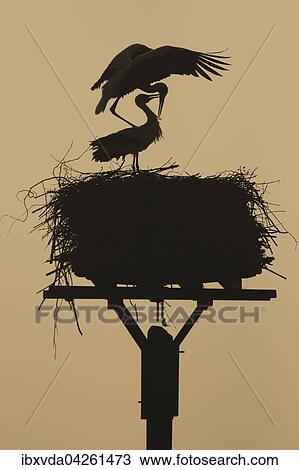Weissstorche (Ciconia ciconia), Paar auf ihrem Nest am fruhen Morgen im Gegenlicht, Kreis Minden-Lubbecke, Nordrhein-Westfalen, Deutschland, Europa View Large Photo Image Stock Image - Weissstorche (Ciconia ciconia), Paar auf ihrem Nest am fruhen Morgen im Gegenlicht, Kreis Minden-Lubbecke, Nordrhein-Westfalen, Deutschland, Europa. Fotosearch