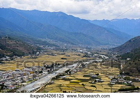 Weite Landschaft mit Siedlungen, gelbe Reisfelder, Paro-Tal bei Paro, Bhutan, Asien View Large Photo Image Stock Photography - Weite Landschaft mit Siedlungen, gelbe Reisfelder, Paro-Tal bei Paro, Bhutan, Asien. Fotosearch