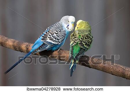 Wellensittiche (Melopsittacus undulatus) beim Schnabeln, captive View Large Photo Image Stock Photo - Wellensittiche (Melopsittacus undulatus) beim Schnabeln, captive. Fotosearch